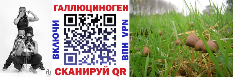 blacksprut зеркало  Нерехта  Галлюциногенные грибы Psilocybe 